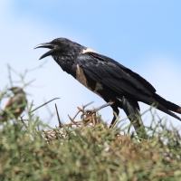 Kruk srokaty - Corvus albus - Pied Crow