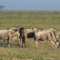 Gnu w Amboseli.