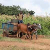 Częsty środek transportu.