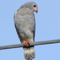 Owadożer mały - Kaupifalco monogrammicus - Lizard Buzzard