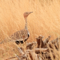 Dropik bladoczuby - Eupodotis gindiana  - Buff-crested bustard
