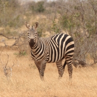 Zebra.