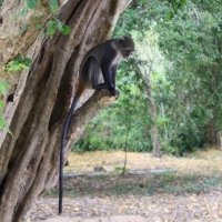 W ruinach miasta Gede.