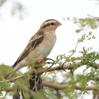 Wdówka atłasowa - Vidua chalybeata - Village Indigobird
