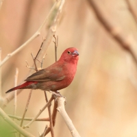 Amarantka czerwonodzioba - Lagonosticta senegala - Red-billed Firefinch