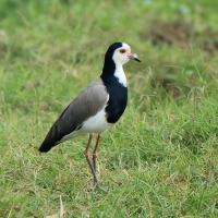 Czajka białolica - Vanellus crassirostris - Long-toed Lapwing