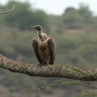 Sęp afrykański - Gyps africanus - White-backed Vulture