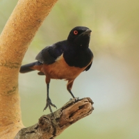 Błyszczak półobrożny - Lamprotornis hildebrandti - Hildebrandt's Starling
