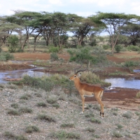 Impale w Bufalllo Springs.