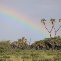 Park Narodowy Samburu.
