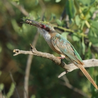 Żołna blada - Merops revoilii - Somali Bee-eater