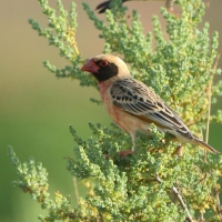 Wikłacz czerwonodzioby - Quelea quelea - Red-billed Quelea