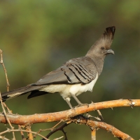 Hałaśnik białobrzuchy - Criniferoides leucogaster - White-bellied Go-away-bird