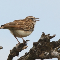 Afroskowronek czerwonawy - Calendulauda africanoides alopex - Foxy Lark