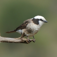 Białoczub białorzytny - Eurocephalus rueppelli - Northern White-crowned Shrike