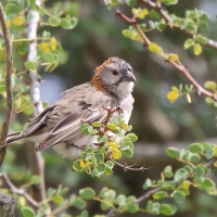 Łuskogłowik czarnobrody - Sporopipes squamifrons - Scaly-fronted Weaver