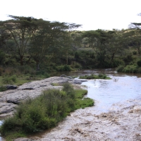 Mpala- górny bieg Ewaso Ngiro.