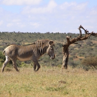 Zebra Grevyego.