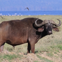 Bawoły w Parku Narodowym Nakuru.