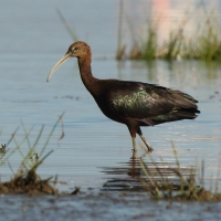 Ibis kasztanowaty - Plegadis falcinellus - Glossy Ibis