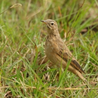 Świergotek gładki - Corydalla leucophrys - Plain-backed Pipit