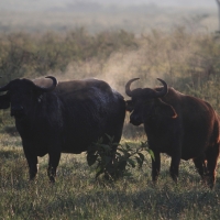 Bawoły w Parku Narodowym Nakuru.