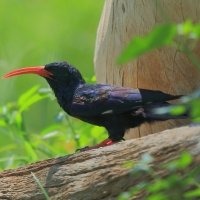 Sierpodudek kenijski - Phoeniculus granti - Grant's Wood-hoopoe
