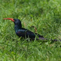 Sierpodudek kenijski - Phoeniculus granti - Grant's Wood-hoopoe
