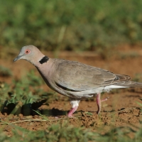 Synogarlica okularowa - Streptopelia decipiens - African Mourning Dove