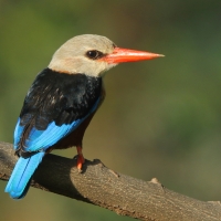 Łowiec szarogłowy - Halcyon leucocephala - Grey-headed Kingfisher
