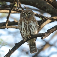 Sóweczka sawannowa - Glaucidium perlatum - Pearl-spotted Owlet