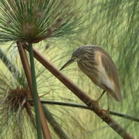 Czapla modronosa - Ardeola ralloides - Squacco Heron