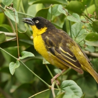 Wikłacz złotoczelny - Malimbus baglafecht - Baglafecht Weaver