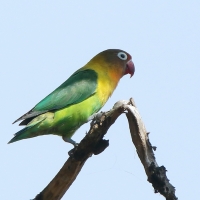 Nierozłączka czarnogłowa - Agapornis personatus - Yellow-collared Lovebird