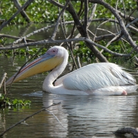 Pelikan różowy - Pelecanus onocrotalus - Great White Pelican