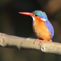 Zimorodek malachitowy - Corythornis cristatus  - African Malachite Kingfisher