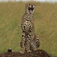 Gepard.