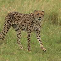 Gepard.