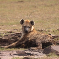 Hiena.