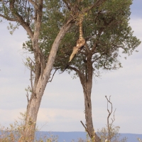 Szkielet gnu wciągniętej na drzewo przez lamparta.
