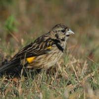 Wikłacz przylądkowy - Euplectes capensis - Yellow Bishop