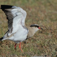 Czajka koroniasta - Vanellus coronatus - Crowned Lapwing