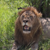 Samiec lwa w Parku Masai Mara.