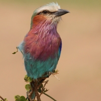 Kraska liliowopierśna - Coracias caudatus - Lilac-breasted Roller