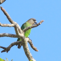 Afrykanka brunatnogłowa - Poicephalus cryptoxanthus - Brown-headed Parrot