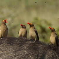 Bąkojad czerwonodzioby - Buphagus erythrorhynchus - Red-billed Oxpecker
