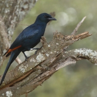 Czarnotek rudoskrzydły - Onychognathus morio - Red-winged Starling