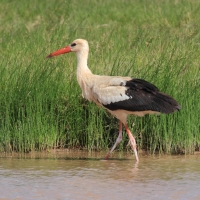Bocian biały - Ciconia ciconia - White Stork