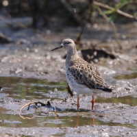 Batalion - Calidris pugnax - Ruff