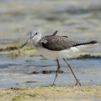Kwokacz - Tringa nebularia - Common Greenshank